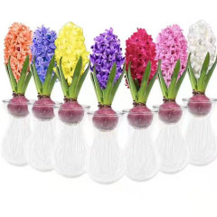 hyacinth bulb for planting