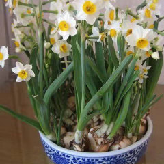 daffodil bulb for planting