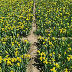 Iris tectorum bulb for planting