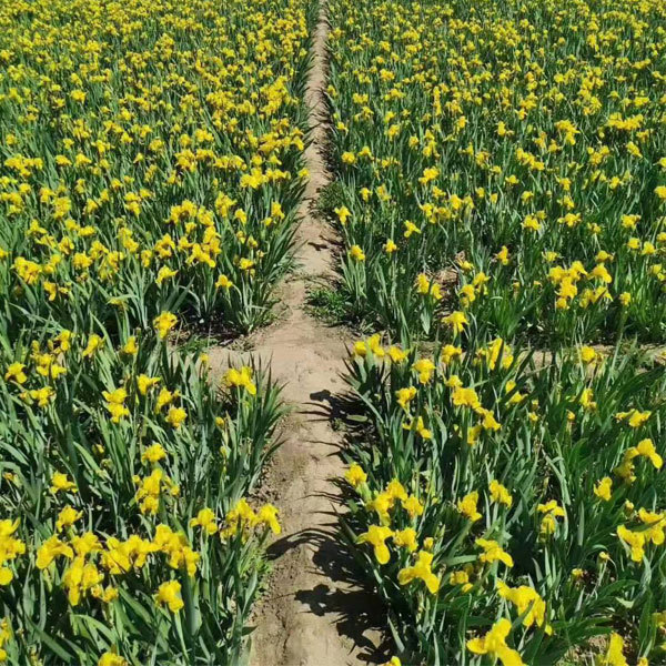 Iris tectorum bulb for planting