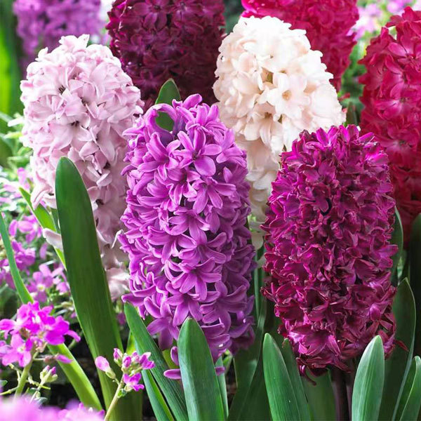 hyacinth bulb for planting