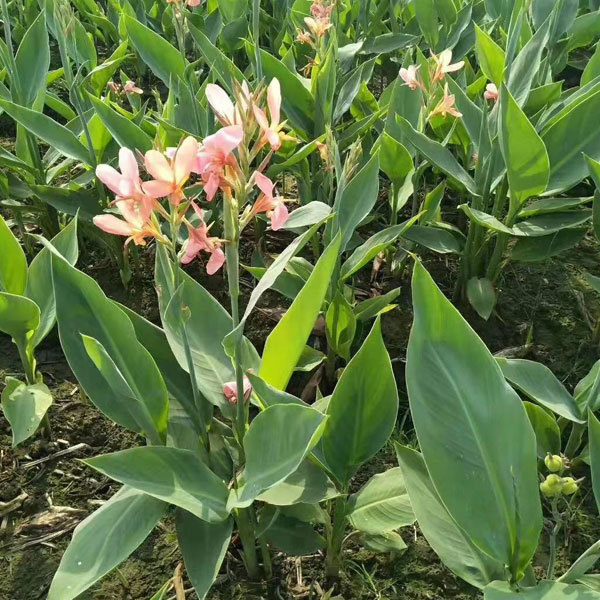 Canna bulb for planting