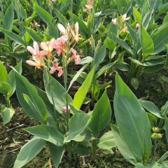Canna bulb for planting