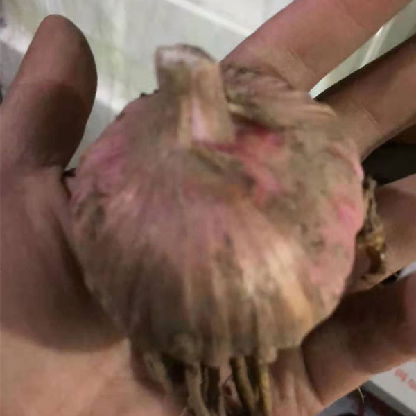 Gladiolus bulb for planting