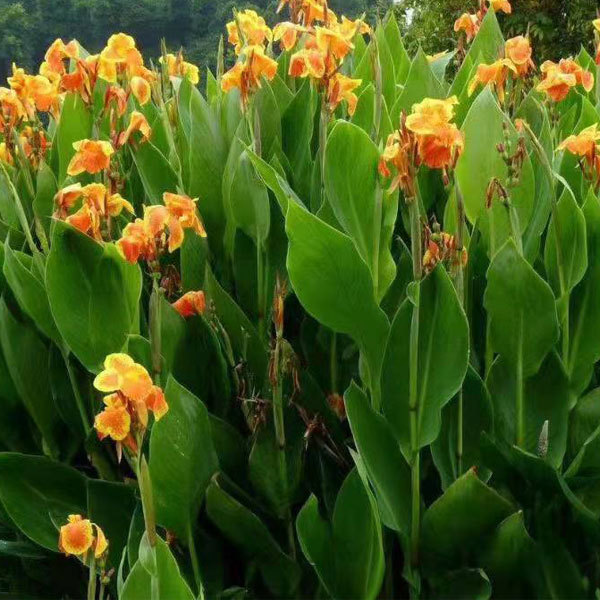 Canna bulb for planting