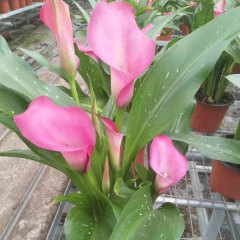 common callalily bulb for planting