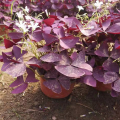 Oxalis corniculata bulb for planting 1kg per bag