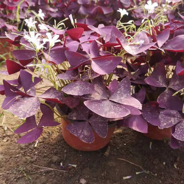 Oxalis corniculata bulb for planting 1kg per bag