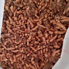 Oxalis corniculata bulb for planting 1kg per bag