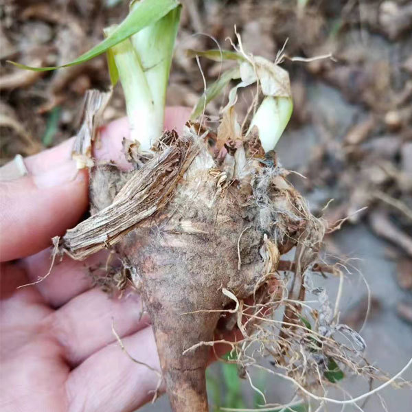 Iris tectorum bulb for planting