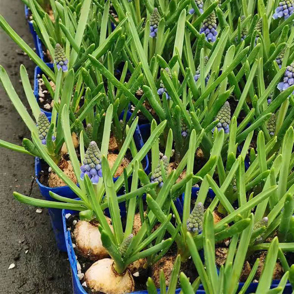 Grape Hyacinth bulb for planting