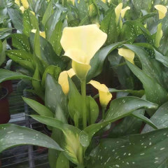 common callalily bulb for planting