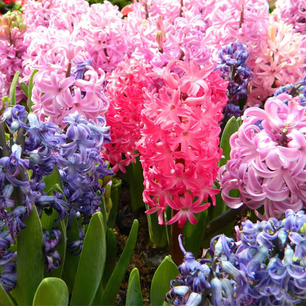 hyacinth bulb for planting