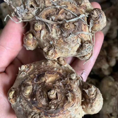 common callalily bulb for planting