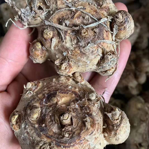 common callalily bulb for planting