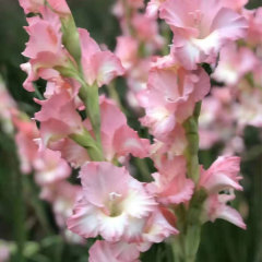 Gladiolus bulb for planting