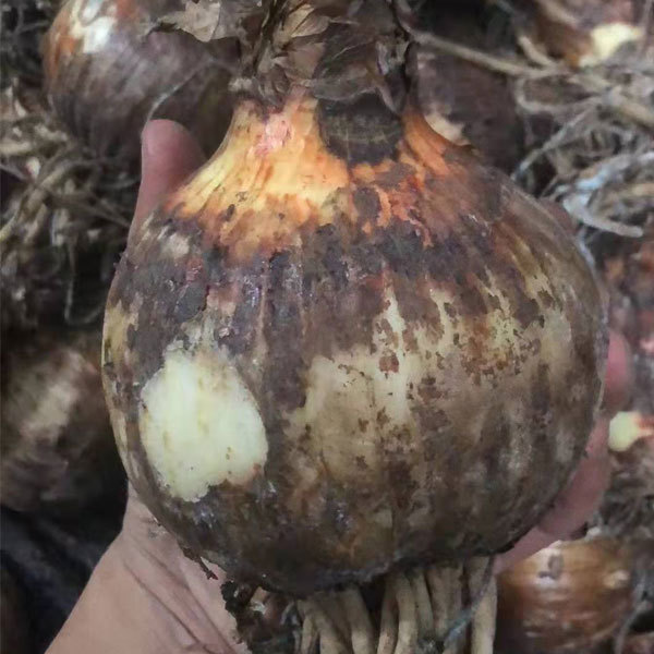 Amaryllis bulb for planting