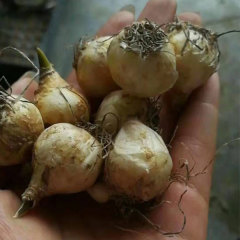 Grape Hyacinth bulb for planting