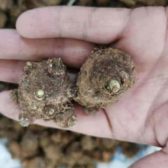common callalily bulb for planting