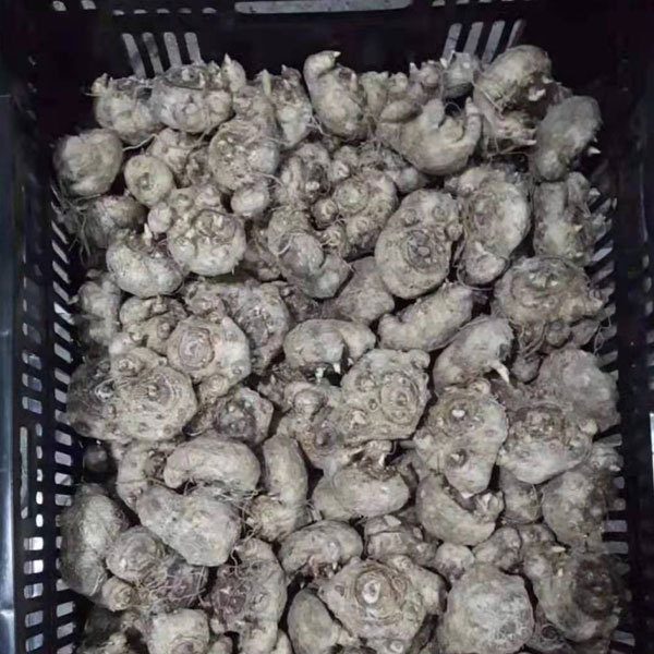 common callalily bulb for planting