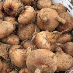 saffron bulb for planting 1kg per bag