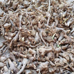 Iris tectorum bulb for planting