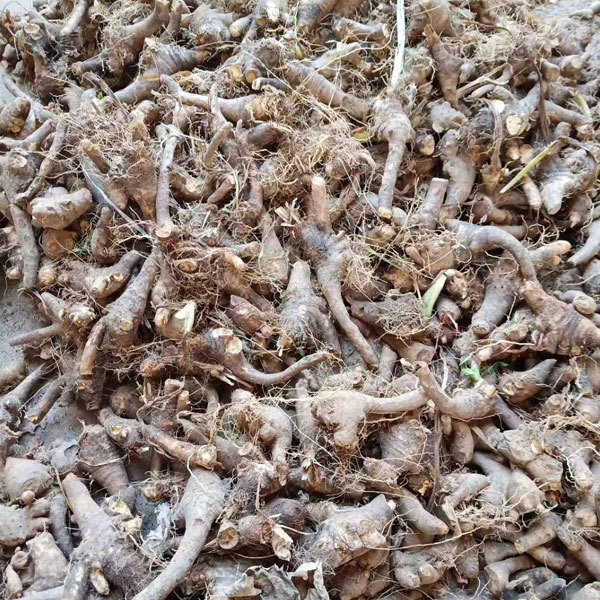 Iris tectorum bulb for planting