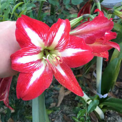 Amaryllis bulb for planting