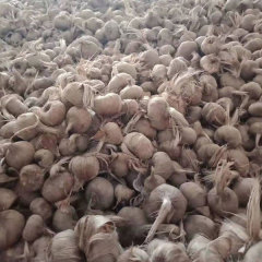 saffron bulb for planting 1kg per bag