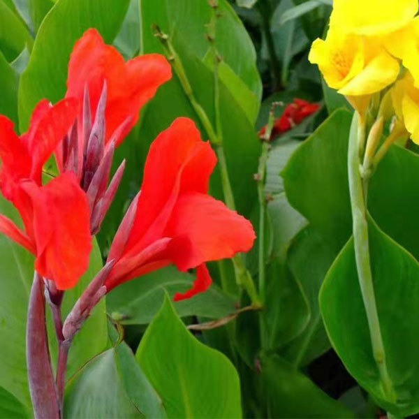 Canna bulb for planting