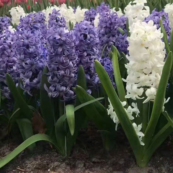 hyacinth bulb for planting
