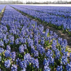 hyacinth bulb for planting