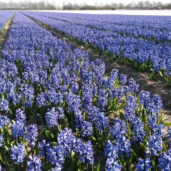 hyacinth bulb for planting