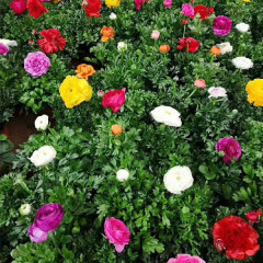 ranunculus asiaticus bulb for planting