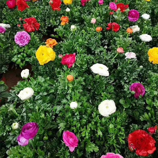 ranunculus asiaticus bulb for planting