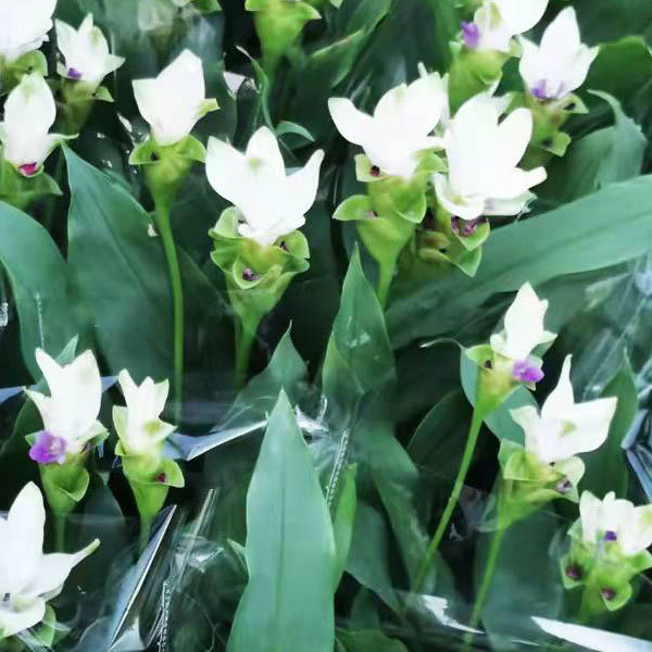 Curcuma alismatifolia bulb for planting