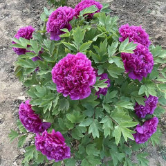Peony bulb for planting