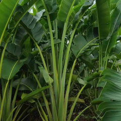 Ravenala madagascariensis seeds 1kg