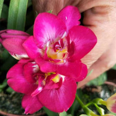 common freesia bulb for planting