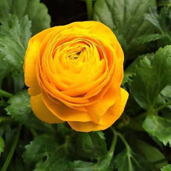 ranunculus asiaticus bulb for planting