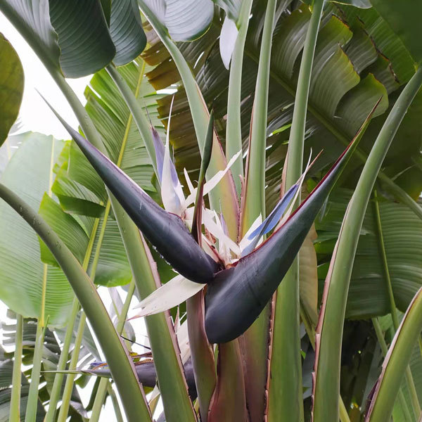 Strelitzia reginae seeds/Strelitzia nicolai seeds