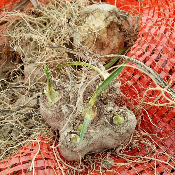 Liatris bulb for planting