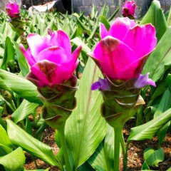 Curcuma alismatifolia bulb for planting