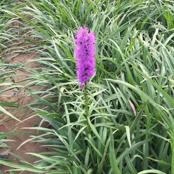 Liatris bulb for planting
