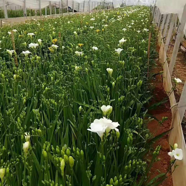 common freesia bulb for planting