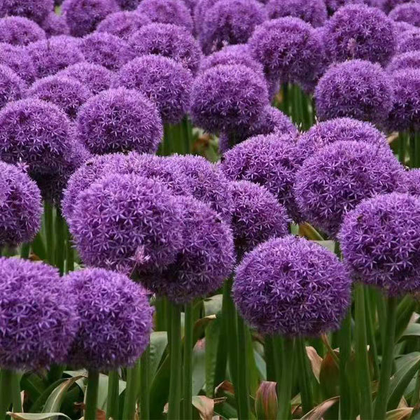 Allium giganteum bulb for planting