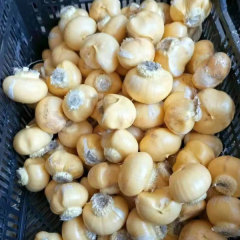 Allium giganteum bulb for planting