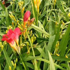 common freesia bulb for planting