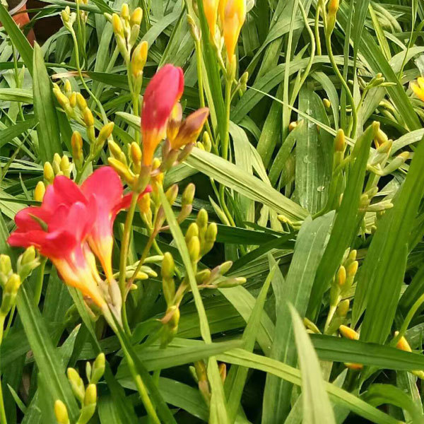 common freesia bulb for planting