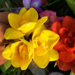 common freesia bulb for planting